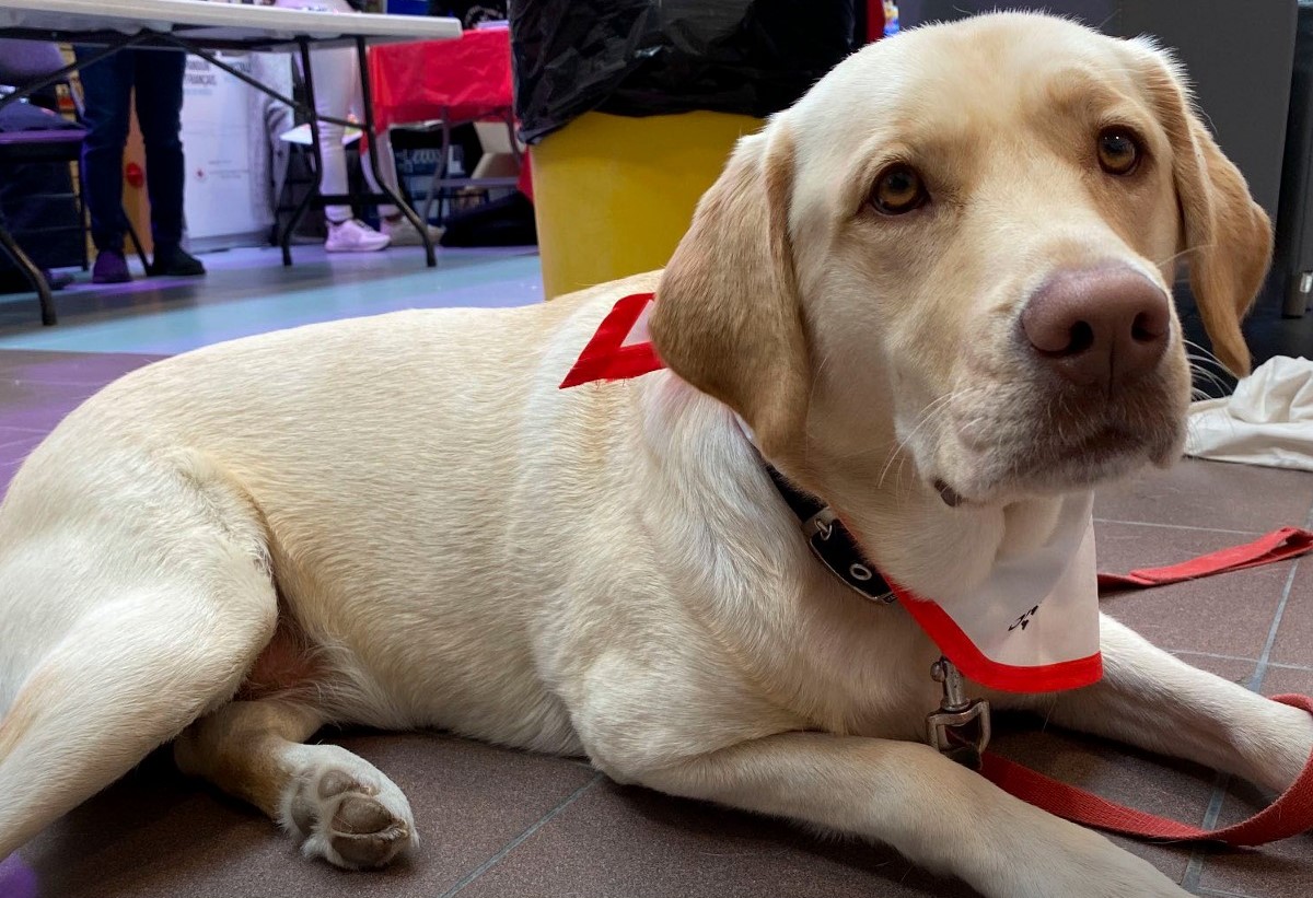 Service Dog in the Gathering Place