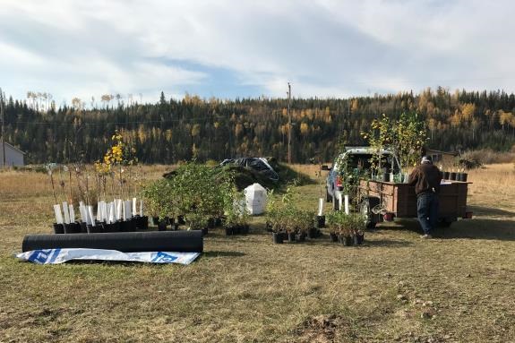 Traditional saplings and shrubs are unloaded from a trailer