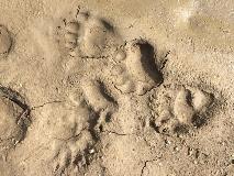 Animal Footprints