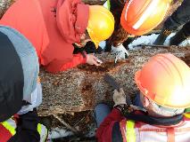 Forest Health Checking